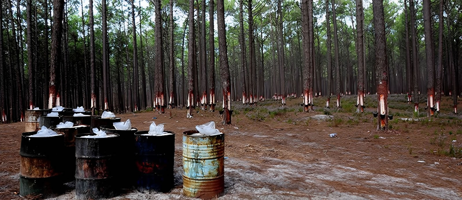 Banner Banner Principal